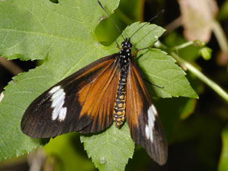 Acraea esebria (Dusky acraea)