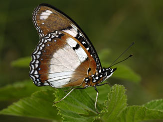 Hypolimnas misippus (Common diadem) 