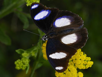 Hypolimnas misippus (Common diadem)