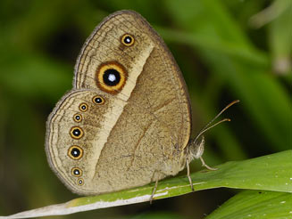 Henotesia perspicua (Eyed bush brown, Marsh patroller)