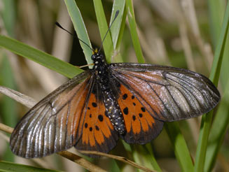 Acraea igola (Dusky-veined acraea)