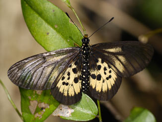 Acraea igola (Dusky-veined acraea)