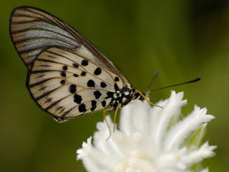 Acraea igola (Dusky-veined acraea)