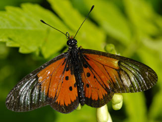 Acraea igola (Dusky-veined acraea)