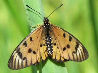 Acraea rahira (Marsh acraea)