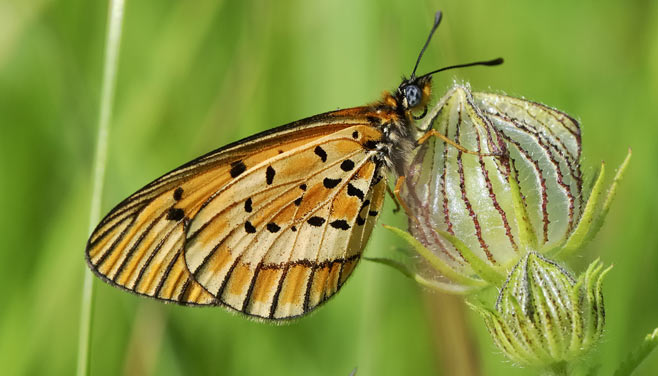 Acraea rahira (Marsh acraea)