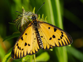Acraea rahira (Marsh acraea)
