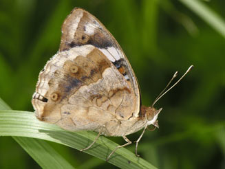 Junonia oenone (Blue pansy)