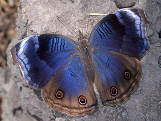 Junonia touhilimasa