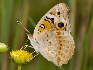 Junonia orithya (Eyed pansy)
