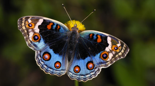 Junonia orithya (Eyed pansy)