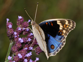 Junonia orithya (Eyed pansy)