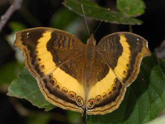 Junonia terea (Soldier pansy) 
