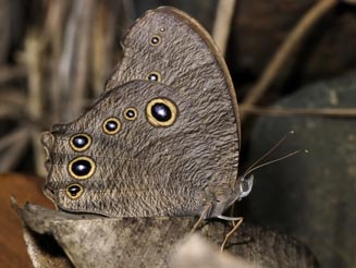 Melanitis leda (Evening brown, Twilight brown)