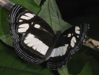 Neptis goochii (Streaked sailer)