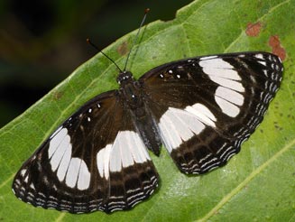 Neptis alta