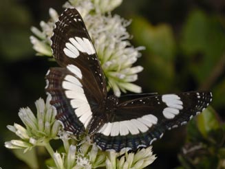 Neptis laeta (Common sailer)