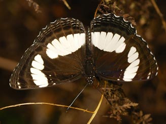 Neptis laeta (Common sailer)