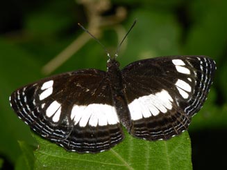 Neptis trigonophora (Barred sailer)