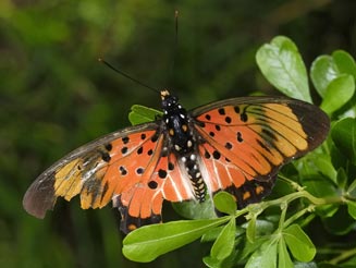 Pseudacraea boisduvalii (Boisduval's false acraea)