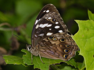 Paralethe dendrophila (Bush beauty, Forest beauty)
