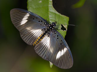 Pseudacraea eurytus (False wanderer) 