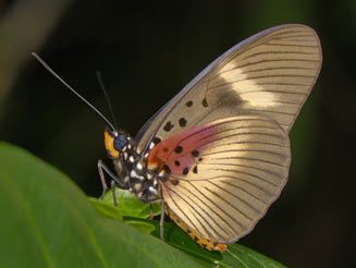 Pseudacraea eurytus (False wanderer) 