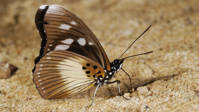 Pseudacraea lucretia (False chief)