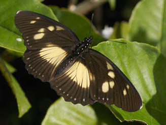 Pseudacraea lucretia (False chief)