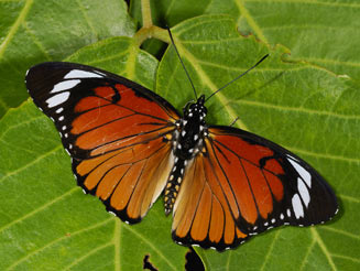 Pseudacraea poggei