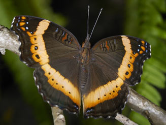 Junonia archesia (Garden inspector, Garden commodore)