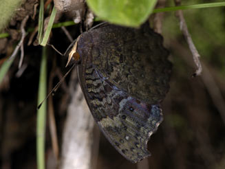 Junonia octavia (Gaudy commodore)
