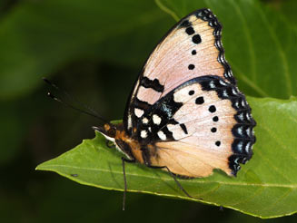 Junonia octavia (Gaudy commodore)