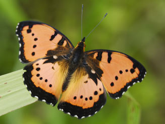 Junonia octavia (Gaudy commodore)