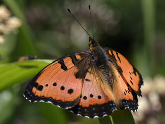 Junonia octavia (Gaudy commodore)