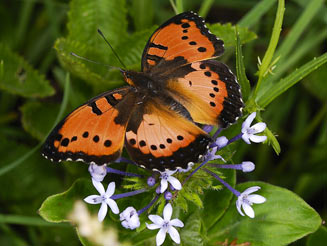 Junonia octavia (Gaudy commodore)