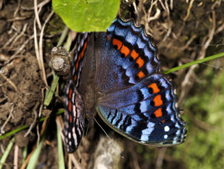Junonia octavia (Gaudy commodore)