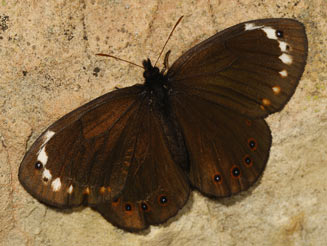 Serradinga clarki (Clark's widow)
