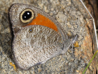 Stygionympha wichgrafi (Wichgraf's brown) 
