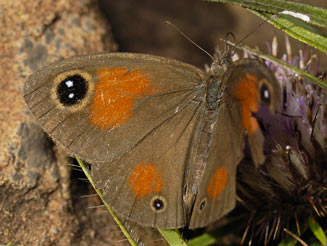 Stygionympha wichgrafi (Wichgraf's brown) 