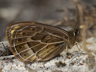 Torynesis mintha (Mintha widow)