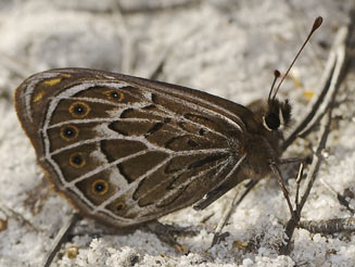 Torynesis mintha (Mintha widow)