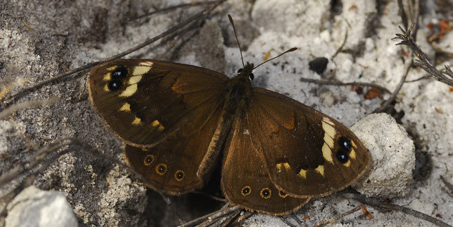 Torynesis mintha (Mintha widow)
