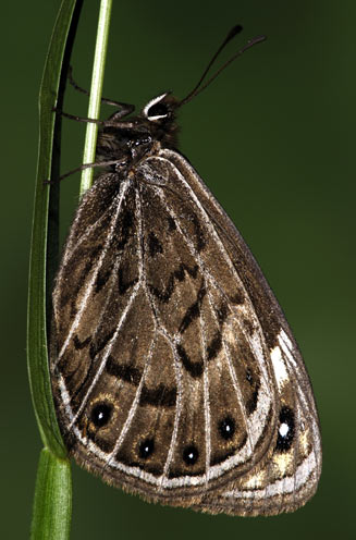 Torynesis pringlei (Pringle's widow) 