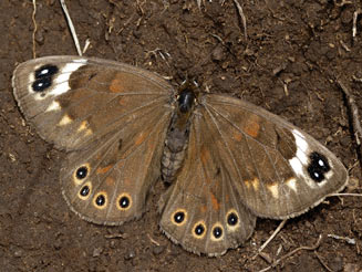 Torynesis pringlei (Pringle's widow) 