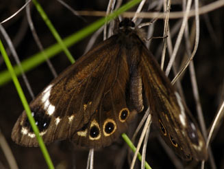 Torynesis pringlei (Pringle's widow) 
