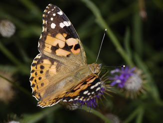 Vanessa cardui (Painted lady)
