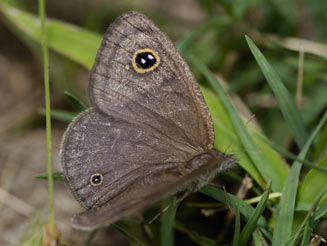 Ypthima granulosa (Granular ringlet)