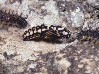 Acraea horta (Garden acraea butterfly)