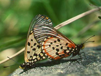 Acraea horta (Garden acraea butterfly)
